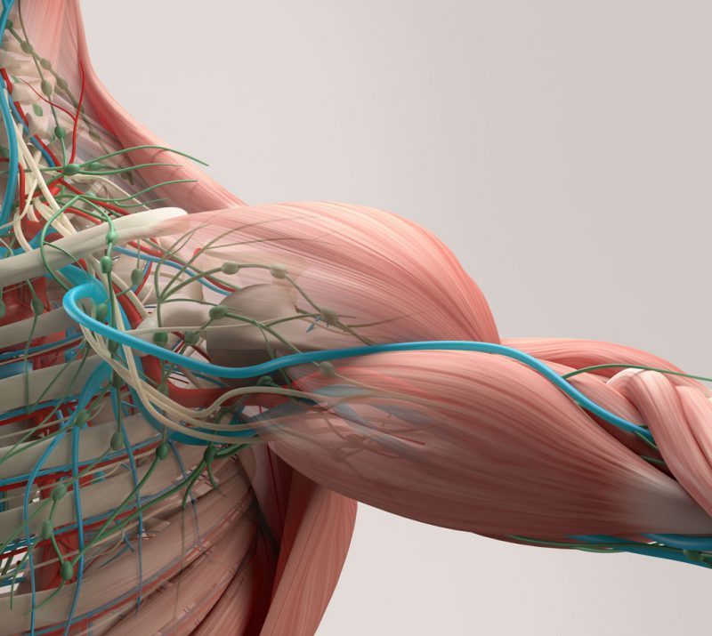 კუნთ-სახსართა