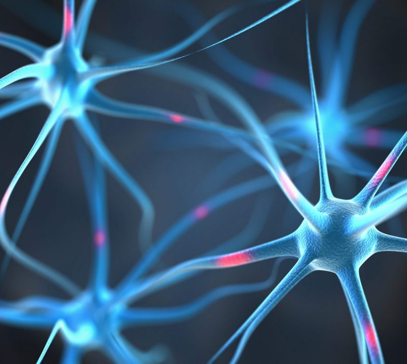 ნერვული სისტემა